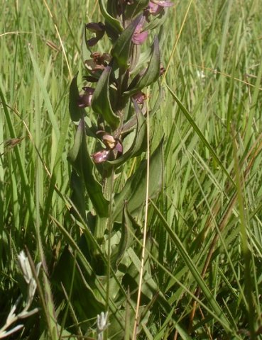 Brachycorythis ovata subsp. ovata leaves